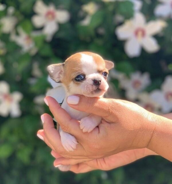 Tiny Maya Teacup Chihuahua resting comfortably in a breeder's hand surrounded by green grass