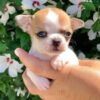 Breeder holding Maya Teacup Chihuahua over a vibrant green field during a sunny outdoor photoshoot
