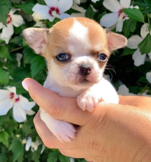 Breeder holding Maya Teacup Chihuahua over a vibrant green field during a sunny outdoor photoshoot