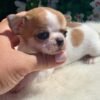 Maya Teacup Chihuahua sitting on a soft white blanket in a beautiful flower-filled backyard with colorful blooms during a professional outdoor photoshoot