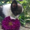 Princess Mia long hair teacup Chihuahua puppy sitting outside with flowers background