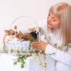 Basket full of Princess Moana Teacup Chihuahua puppies held by breeder