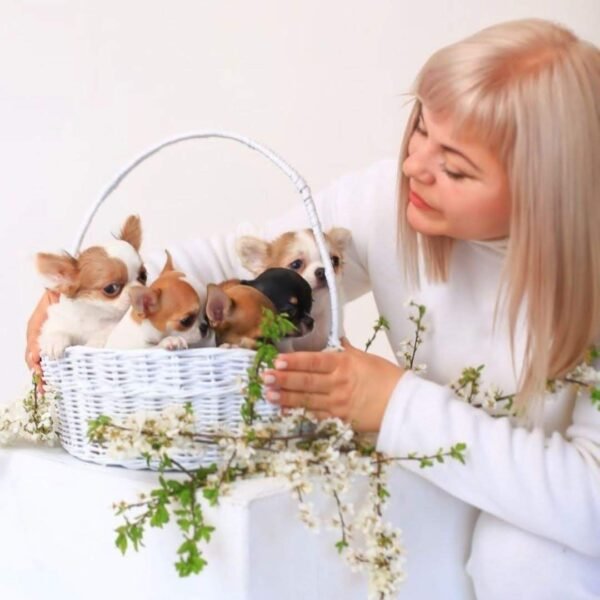 Basket full of Princess Moana Teacup Chihuahua puppies held by breeder