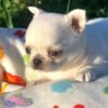 Creed standard short hair Chihuahua puppy 5 weeks old flower background portrait