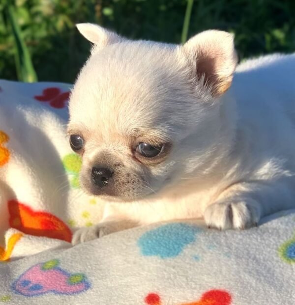 Creed standard short hair Chihuahua puppy 5 weeks old flower background portrait
