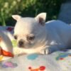 Creed creamy white Chihuahua puppy lying on blanket with flower garden background