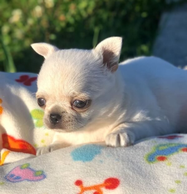 Creed creamy white Chihuahua puppy lying on blanket with flower garden background