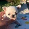 Creed white short hair Chihuahua puppy sitting on blanket outdoors with flowers at 5 weeks old