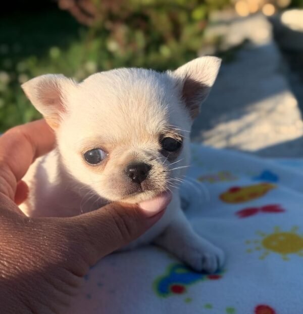 Creed white short hair Chihuahua puppy sitting on blanket outdoors with flowers at 5 weeks old