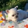 Creed cream white short hair Chihuahua puppy at 5 weeks old on blanket with flowers background