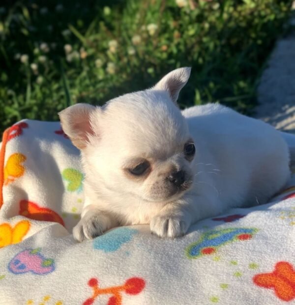 Creed cream white short hair Chihuahua puppy at 5 weeks old on blanket with flowers background
