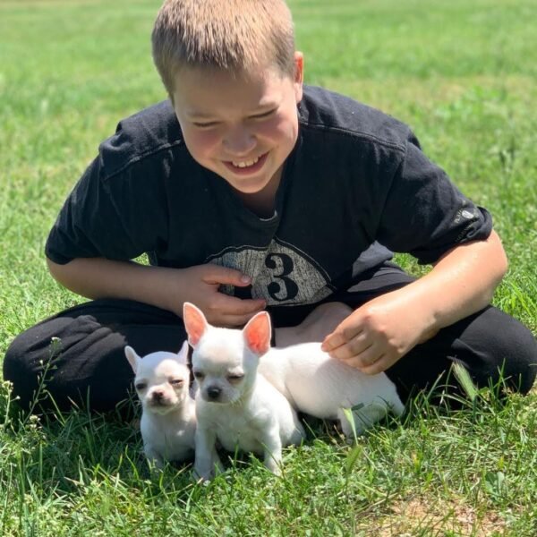 Brandon surrounded by Chico and his Chihuahua siblings outdoors