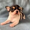 Pablo adorable Teacup Chihuahua puppy close-up portrait