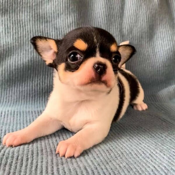 Pablo adorable Teacup Chihuahua puppy close-up portrait