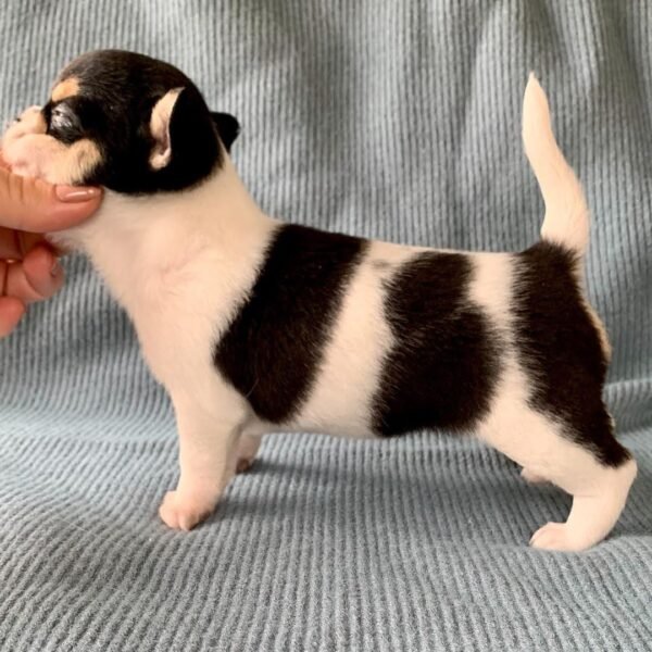 Pablo young Teacup Chihuahua puppy posing naturally