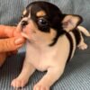 Pablo healthy Teacup Chihuahua puppy a few weeks old