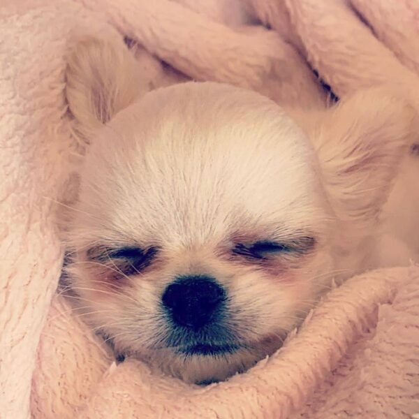 14-week-old Chloe Long Hair Chihuahua sleeping