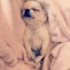 Sleeping Standard Chihuahua Chloe on a cozy bed