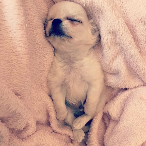 Sleeping Standard Chihuahua Chloe on a cozy bed