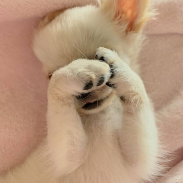 Long Hair Chihuahua Chloe sleeping peacefully at Chihuahua Hub