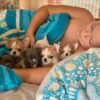 Brandon smiling while holding Pretty Penny Teacup Chihuahua with her siblings on a comfortable bed.