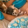 Pretty Penny Teacup Chihuahua cuddling with Brandon and her Chihuahua siblings indoors.