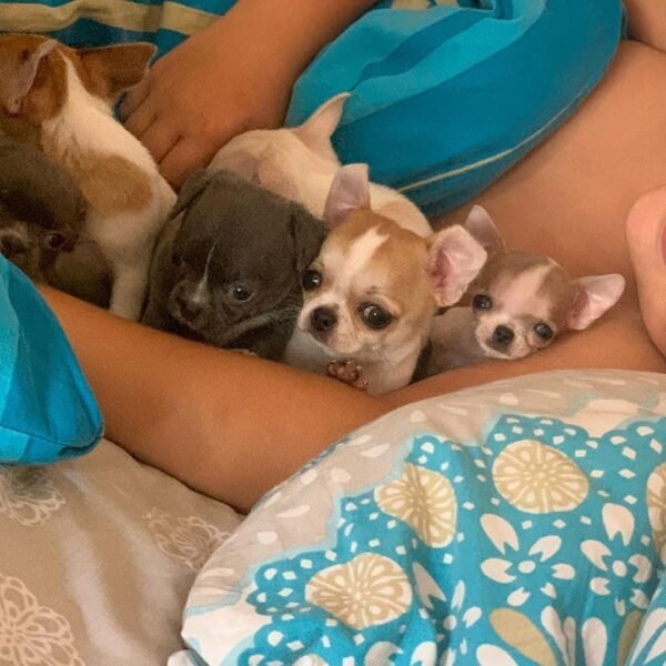 Pretty Penny Teacup Chihuahua cuddling with Brandon and her Chihuahua siblings indoors.