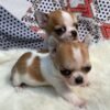 Maya and Merribeth Teacup Chihuahua puppies cuddling together on a fluffy blanket indoors