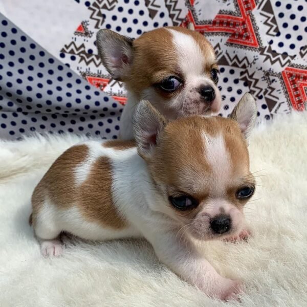Maya and Merribeth Teacup Chihuahua puppies cuddling together on a fluffy blanket indoors