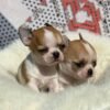 Maya and Merribeth Teacup Chihuahua puppies relaxing on a soft blanket inside a bright living room