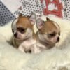 Maya and Merribeth Teacup Chihuahua puppies sitting together on a soft white blanket inside a cozy home