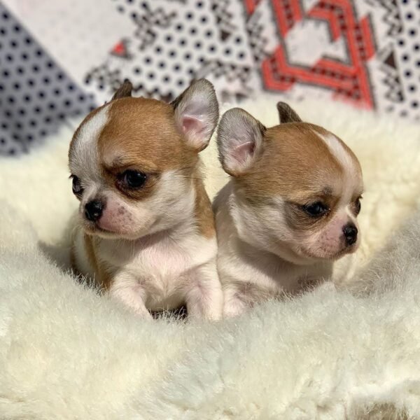 Maya and Merribeth Teacup Chihuahua puppies sitting together on a soft white blanket inside a cozy home