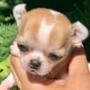 Merribeth Teacup Chihuahua sitting comfortably on a plush white blanket in a beautiful backyard garden