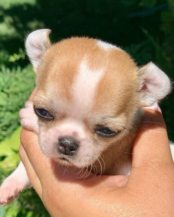 Merribeth Teacup Chihuahua sitting comfortably on a plush white blanket in a beautiful backyard garden