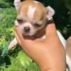 Merribeth Teacup Chihuahua outdoor portrait on a white blanket in a colorful flower garden with bright sunshine