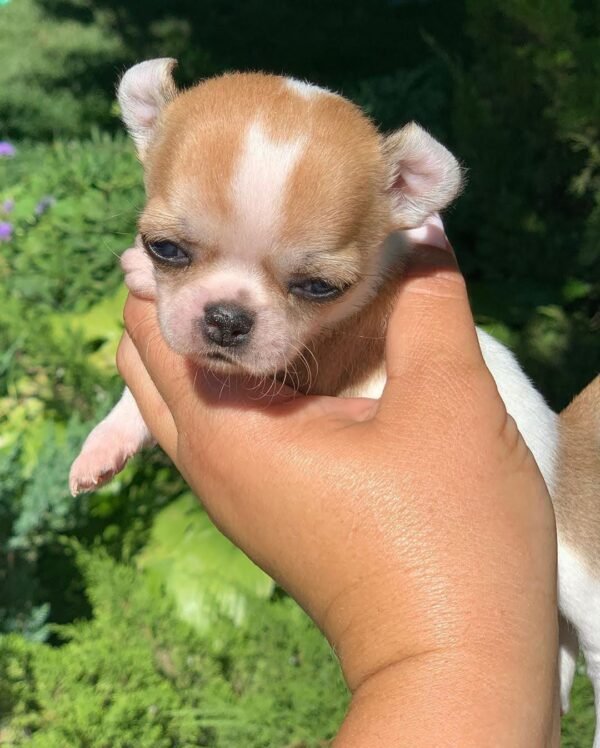 Merribeth Teacup Chihuahua outdoor portrait on a white blanket in a colorful flower garden with bright sunshine