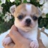 Merribeth Teacup Chihuahua sitting on a white blanket with colorful flowers and lush green grass during a professional photoshoot