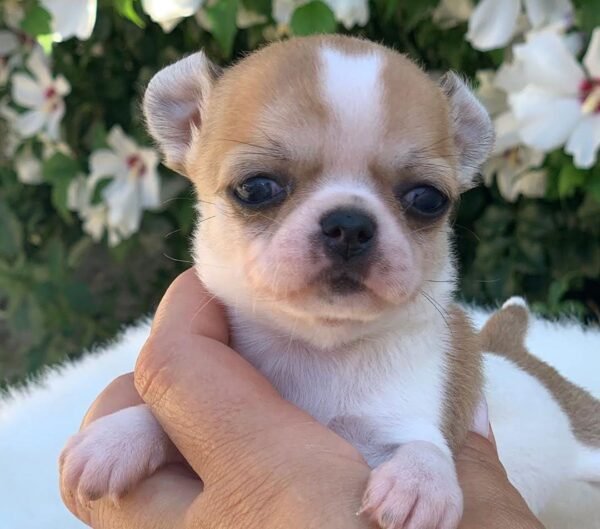 Merribeth Teacup Chihuahua sitting on a white blanket with colorful flowers and lush green grass during a professional photoshoot