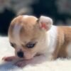 Merribeth Teacup Chihuahua posing on a soft white blanket in a landscaped backyard with colorful flowers