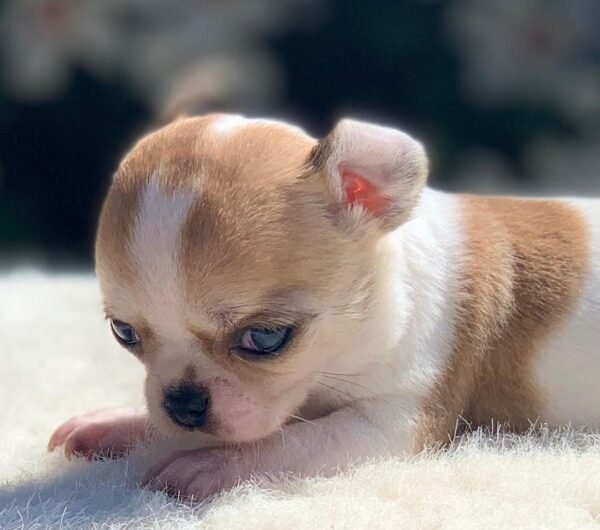 Merribeth Teacup Chihuahua posing on a soft white blanket in a landscaped backyard with colorful flowers