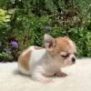 Merribeth Teacup Chihuahua looking at the camera on a soft white blanket in a beautiful flower garden