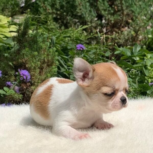 Merribeth Teacup Chihuahua looking at the camera on a soft white blanket in a beautiful flower garden