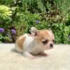 Merribeth Teacup Chihuahua sitting on a white blanket surrounded by colorful flowers in a sunny green yard