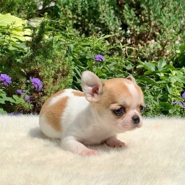 Merribeth Teacup Chihuahua sitting on a white blanket surrounded by colorful flowers in a sunny green yard