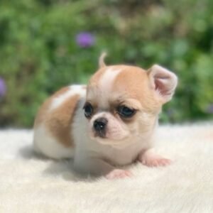 Merribeth Teacup Chihuahua relaxing on a soft white blanket in a flower-filled backyard during an outdoor photoshoot
