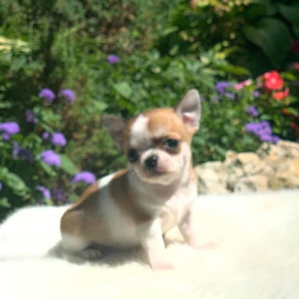 Maya Teacup Chihuahua posing on a white blanket in a colorful backyard garden during golden sunlight
