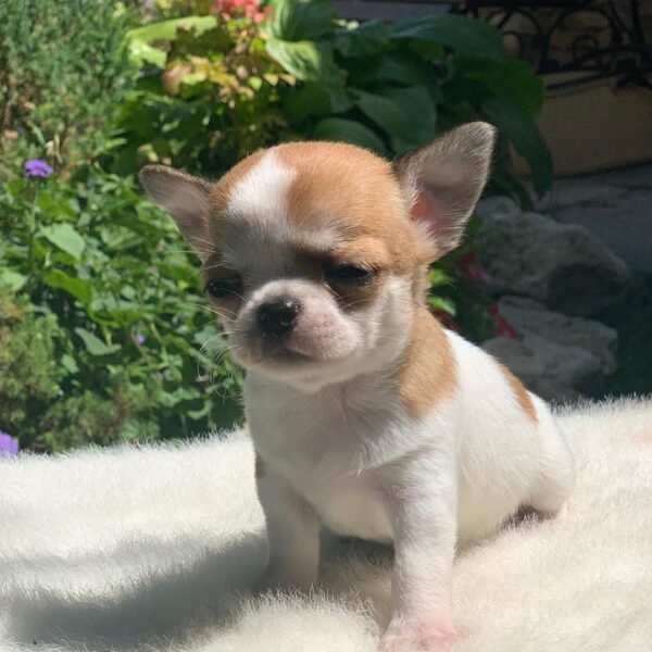 Maya Teacup Chihuahua sitting on a luxurious white blanket with colorful flowers and fresh green grass
