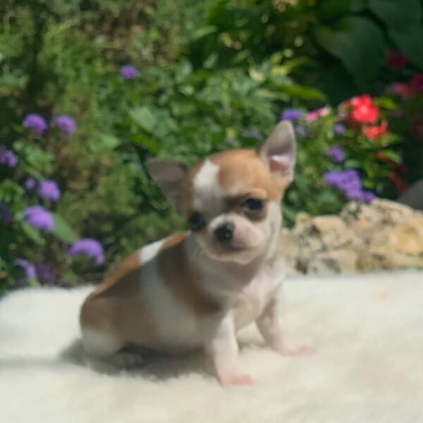 Maya Teacup Chihuahua surrounded by colorful flowers on a soft white blanket in a peaceful backyard