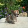 Breeder holding Maya Teacup Chihuahua in a lush green garden with vibrant grass during a sunny outdoor photoshoot