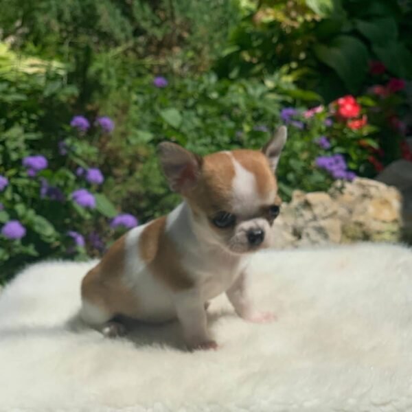 Breeder holding Maya Teacup Chihuahua in a lush green garden with vibrant grass during a sunny outdoor photoshoot